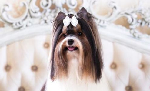 Premium PetStyling Ltd.