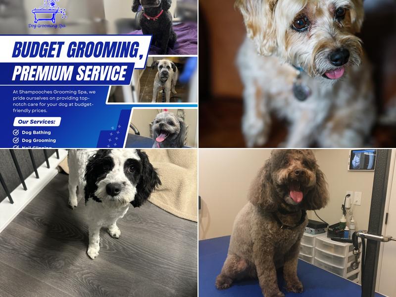 Shampooches Grooming Spa
