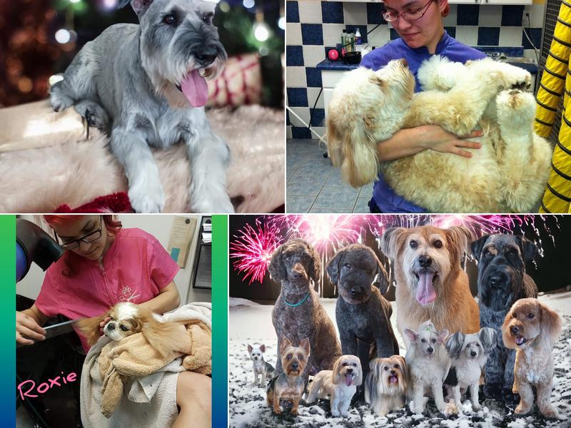 Green Dog Microbubble Pet Spa