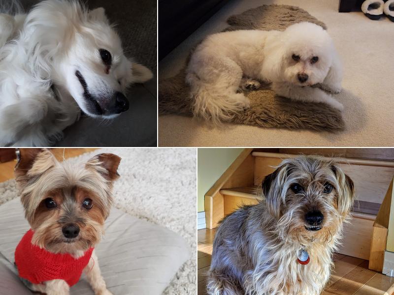 Twisted Whiskers Pet Spa