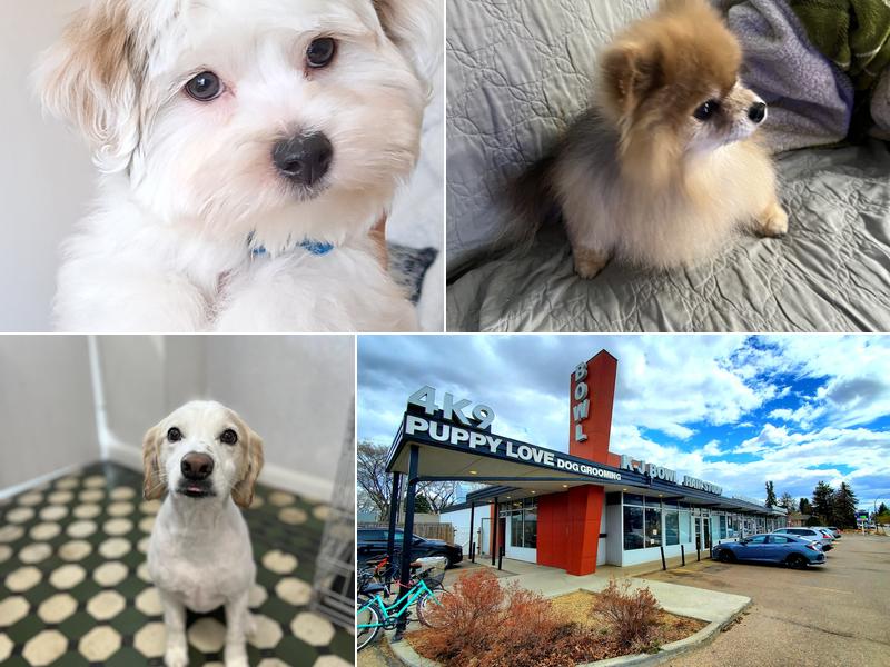 Puppylove Dog Grooming