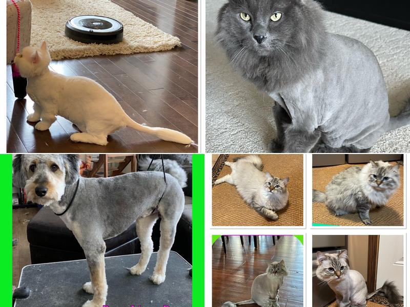 Smitten Kitten Mobile Cat Grooming