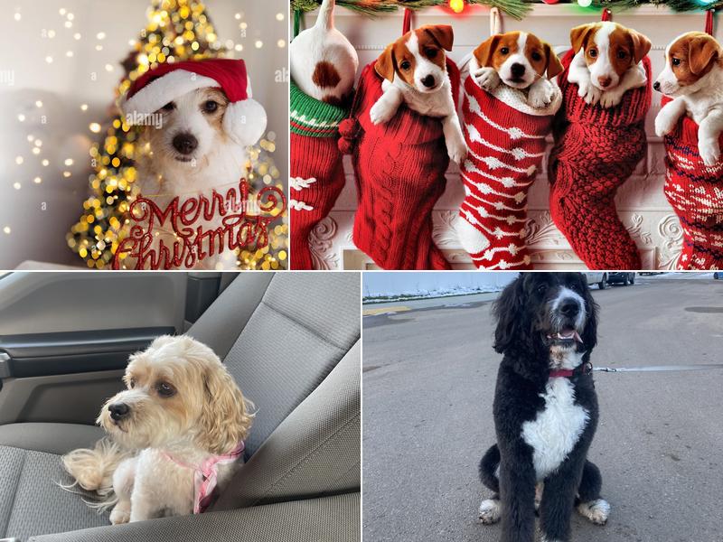 Muddy Paws Pet Grooming