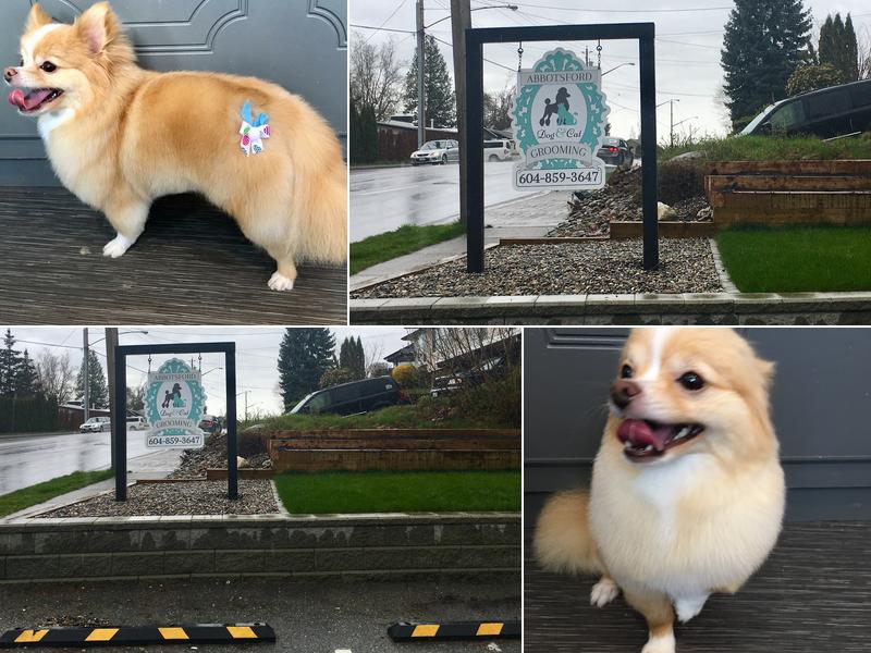 Abbotsford Dog & Cat Grooming