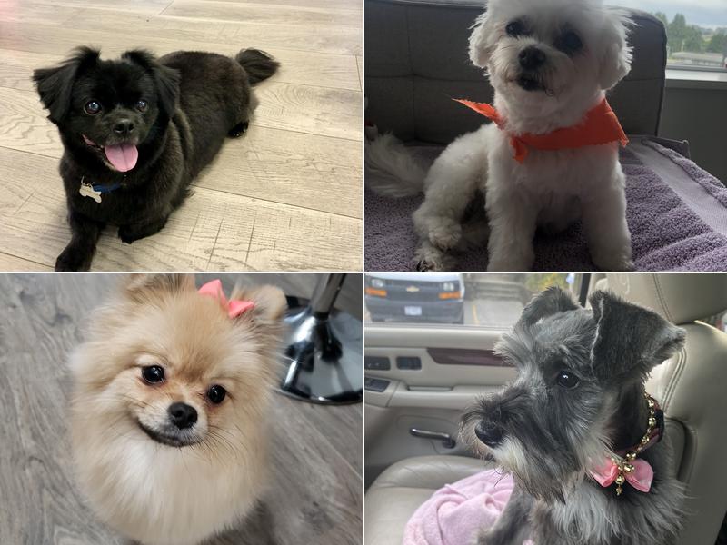 Christine's Grooming Studio