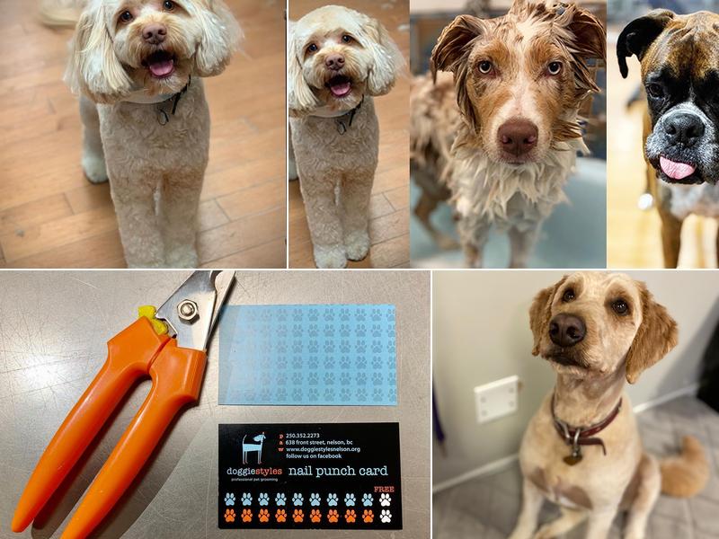 Doggie Styles Professional Pet Grooming