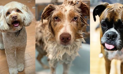 Doggie Styles Professional Pet Grooming