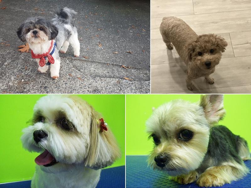 Coco's Pet Grooming & Spa