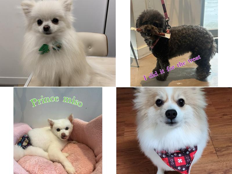 Woof & Meow Spa - Dog & Cat Grooming - Vancouver