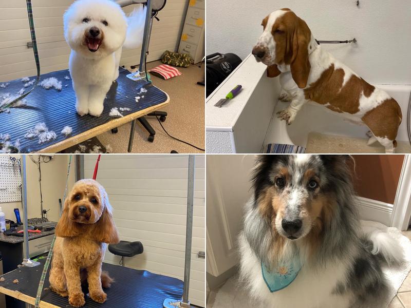 Pawsitively Paradise Dog Groom