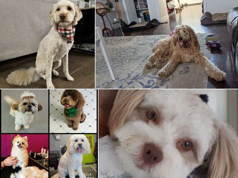 Dip n Clip Dog Grooming