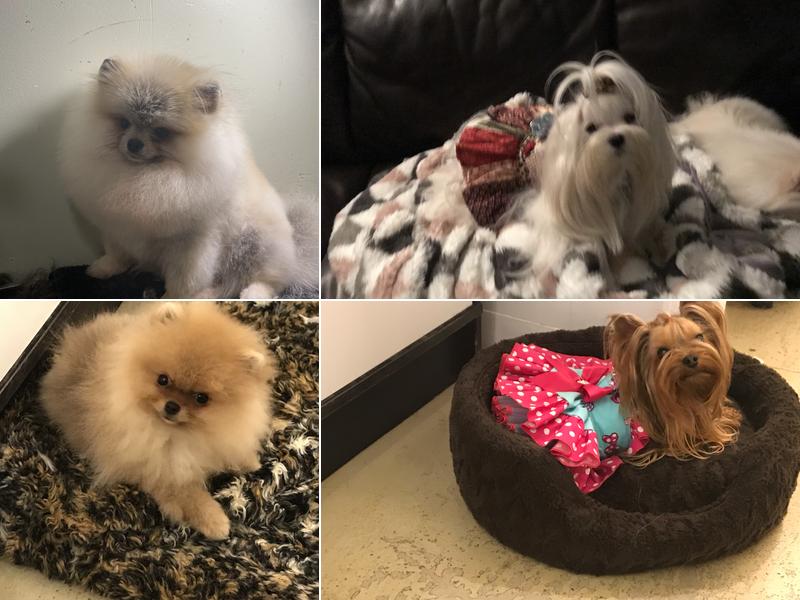 Spoildrotten Maltese and Yorkshire terriers