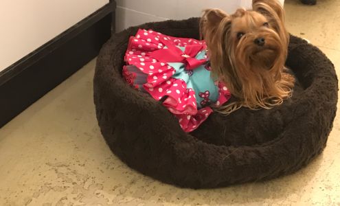 Spoildrotten Maltese and Yorkshire terriers