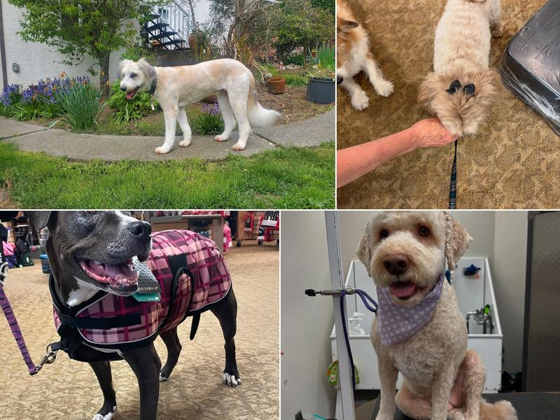 Bark & Fitz Brentwood Bay