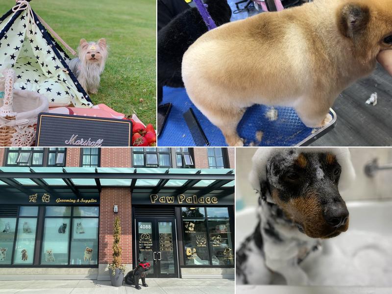 Paw Palace Dog Grooming 宠妃宠物美容