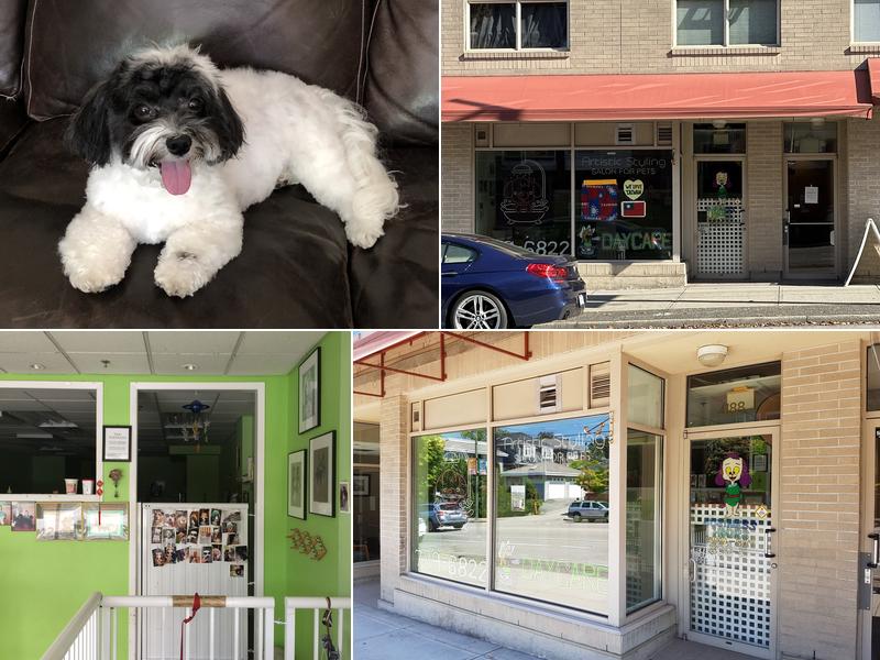 Artistic Styling For Pets