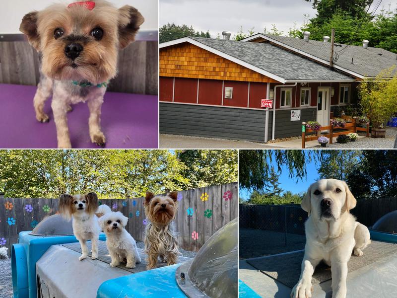 Wild Tails Grooming and Daycare