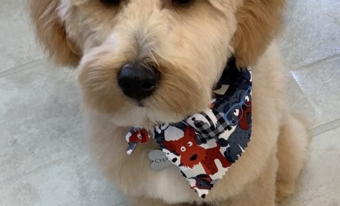 Sue's Canine Designs