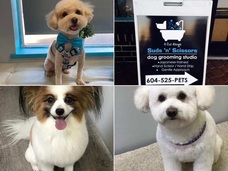 Suds 'n' Scissors - Dog Grooming Studio