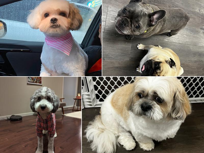 Mutts n Mittens Dog Grooming