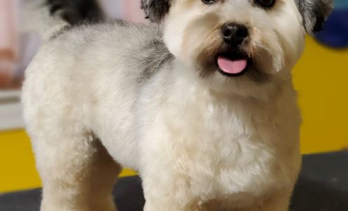 Petagree Dog Grooming