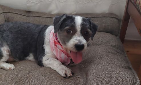 All About Animals Inc.