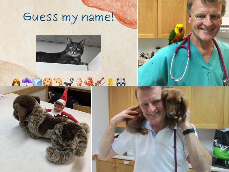 Main Street Veterinary Hospital Inc