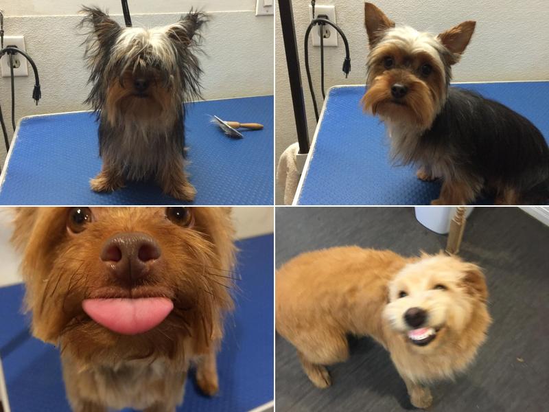 Fricker's Furry Friends Dog Grooming