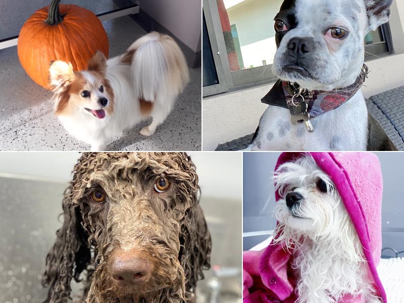 Guau Pet Grooming Spa