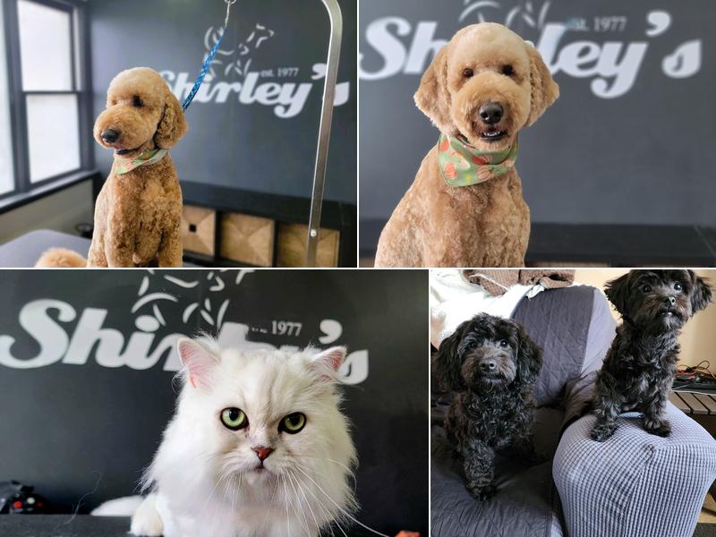 Shirley's K9 Klippery