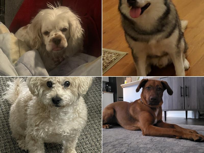 Precious Pet's Grooming