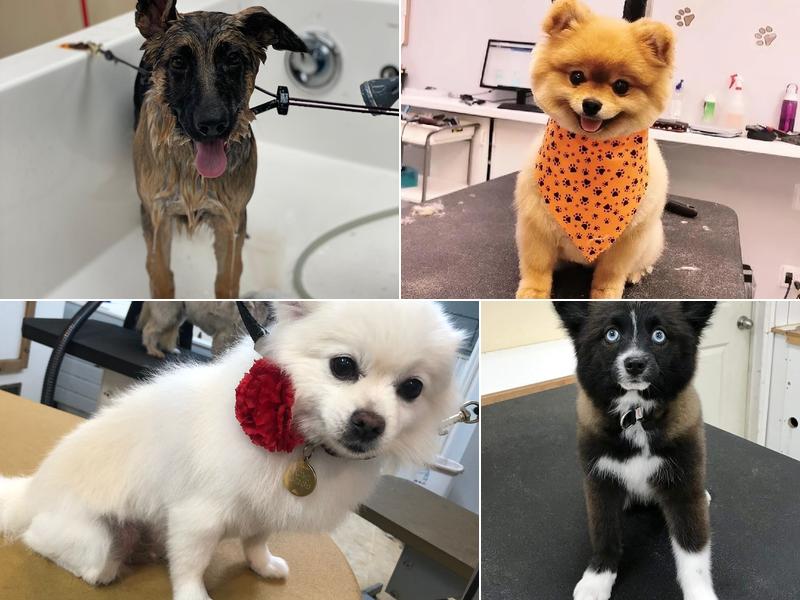 Paws in the Bath Dog Grooming