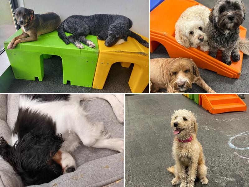 Dogtopia of Pickering