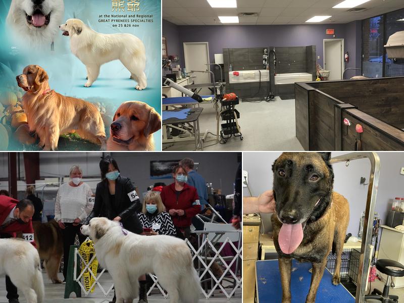 Modern Pets Grooming Sin2008摩登寵物美容