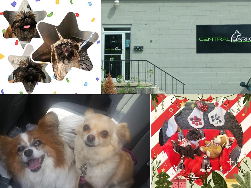 Central Bark Pet Grooming Salon