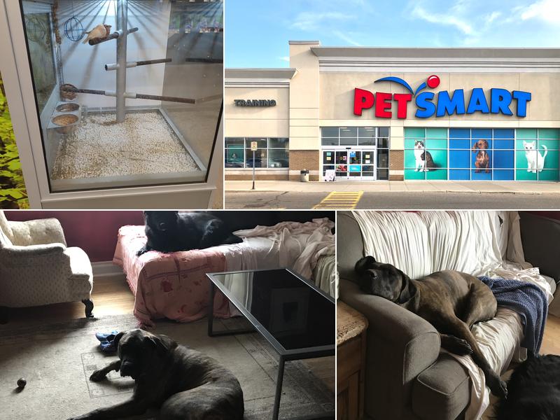 PetSmart