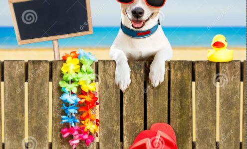 DogPort Academy 728 Dundas St, Woodstock Ontario N4S 1E7