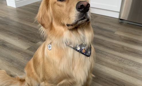 Paws-itive Vibes Dog Spa 236 Norwich Ave, Woodstock Ontario N4S 3V9