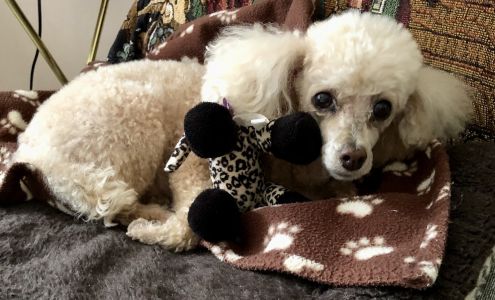 Margo's Pet Grooming