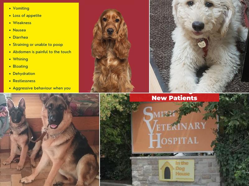 Smith Veterinary Hospital