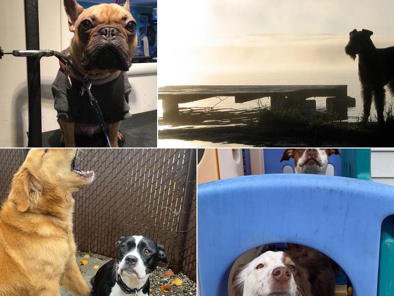 Furry Friends Spa and Daycare