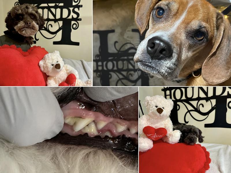 The Hounds Teeth Cleaning For Dogs