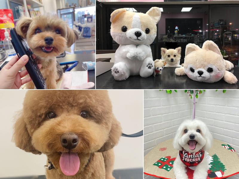 Furever Pets - Grooming and Boutique