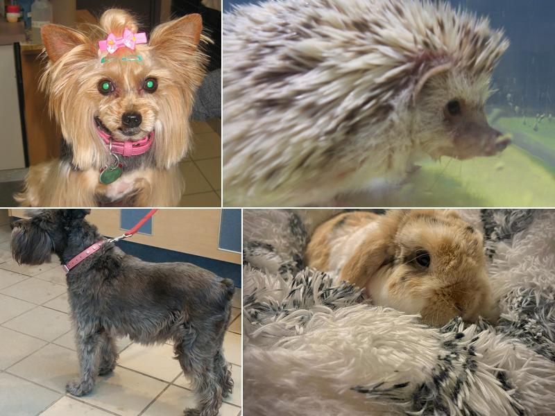 Veterinary Hospital Taché