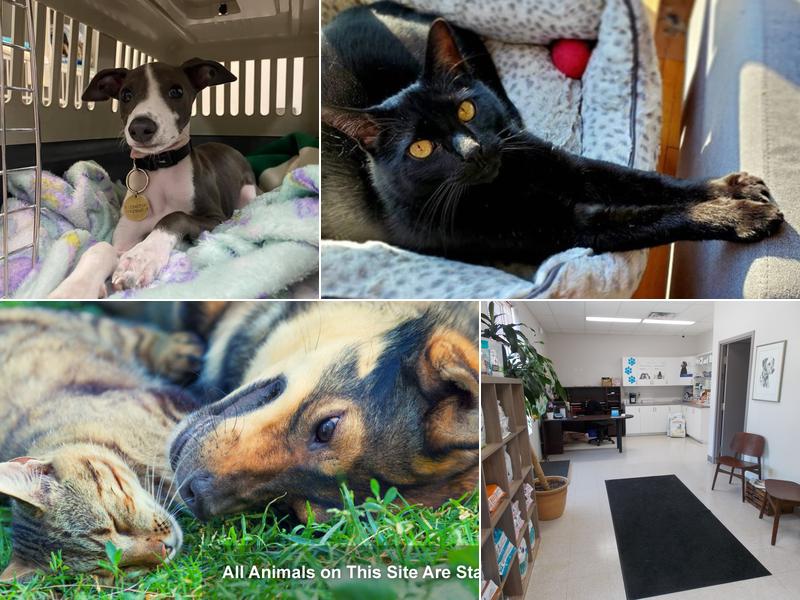 St. Laurent Animal Hospital