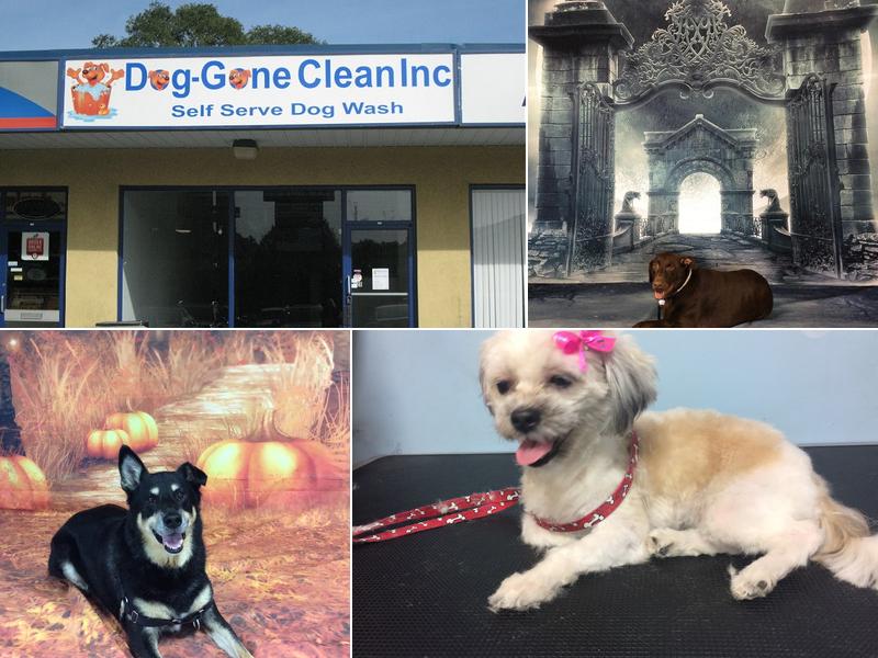 Dog-Gone Clean Inc.