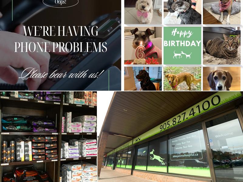 Abbey Animal Hospital