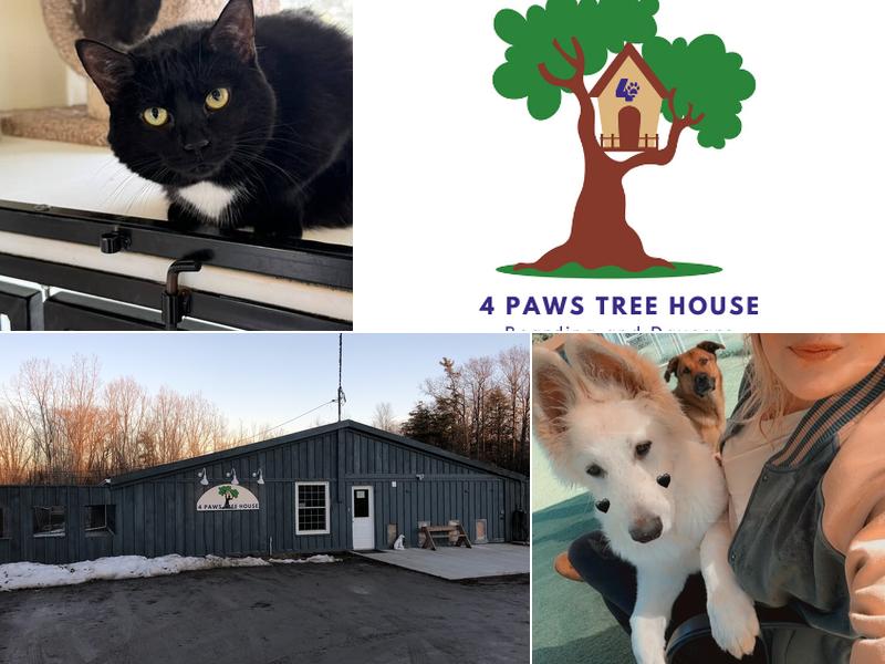 4 Paws Tree House Boarding and Daycare