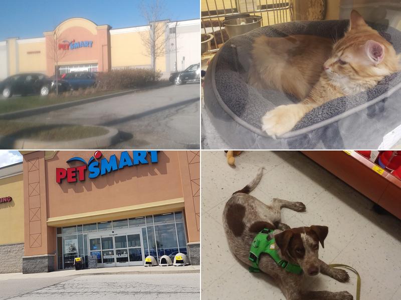 PetSmart