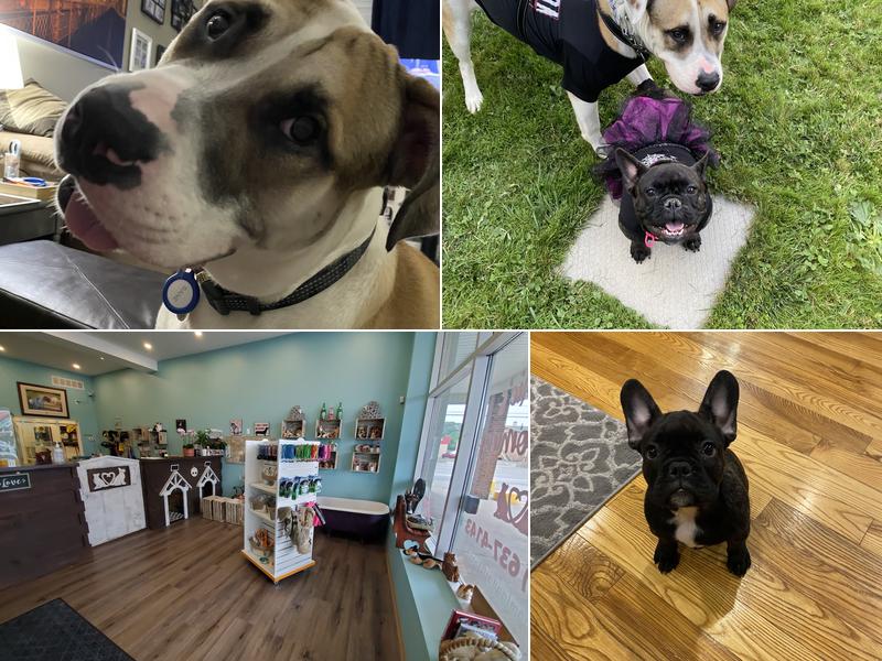 Stephanie's Pet Grooming